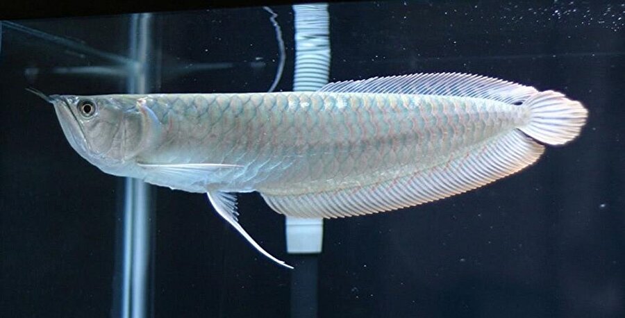 Platinum Arowana – 400 bin dolar
Öylesine değerli bir balıktır ki olgunluğa ulaşmadan önce kimliğini doğrulamak ve yardım edebilmek için mikroçip takılmaktadır. Aslında farklı renklere sahip olan bu tür bir mutasyon sonucu platin rengine sahip olmuştur. 50 yıldan fazla yaşayabilecekleri söylenmektedir. 