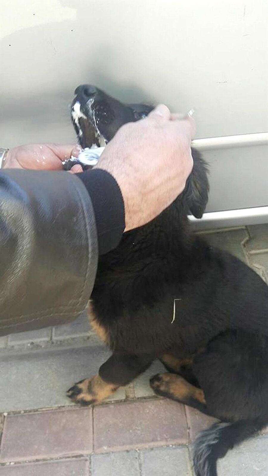 Köpek kurtarıldı
Mahmutlar Mahallesi Barbaros Caddesi'nde dün sabah, 9 sokak kedisinin yerde hareketsiz yattığını, 1 köpeğin de yerde kıvrandığını fark eden hayvanseverler durumu yetkilere haber verdi. İhbar üzerine gelen Alanya Belediyesi Veteriner İşleri Müdürlüğü görevlileri zehirlendiği düşünülen kedileri poşete koyarak aldı. Köpek ise çevredekilerin yoğurt ve ayran verip kusturması sonrası kurtarıldı.
