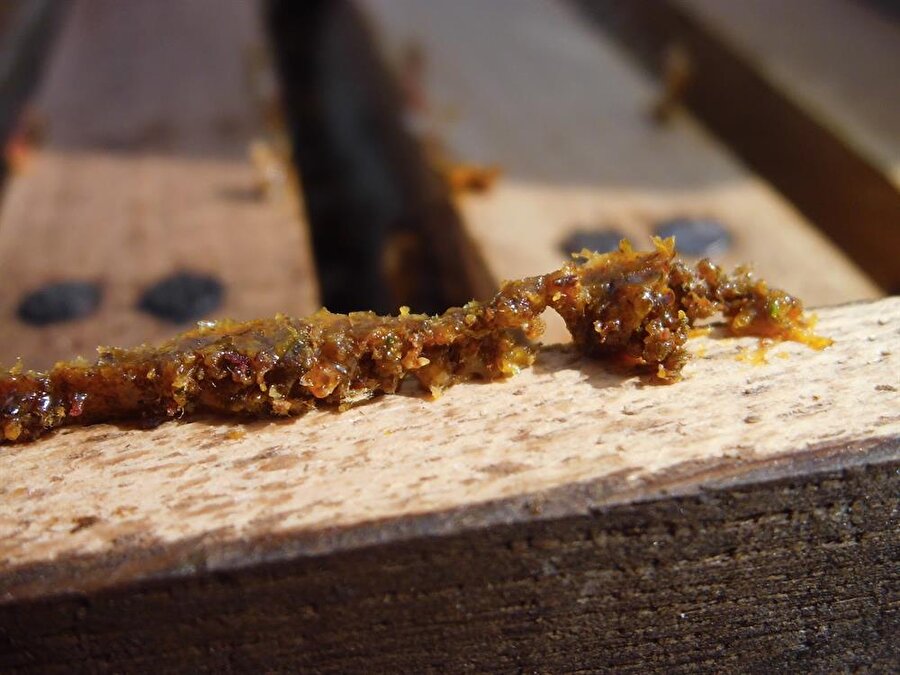 Propolis nedir?