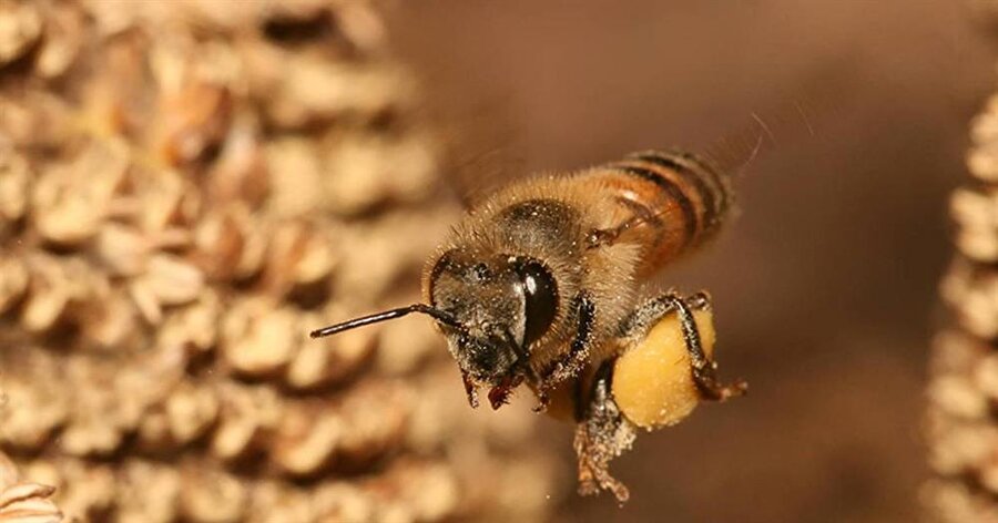 Propolis nedir? 
Arılar, dış etkenlerden korunmak için kovanlarının etrafını propolisle yani reçinemsi bir madde ile kaplar.