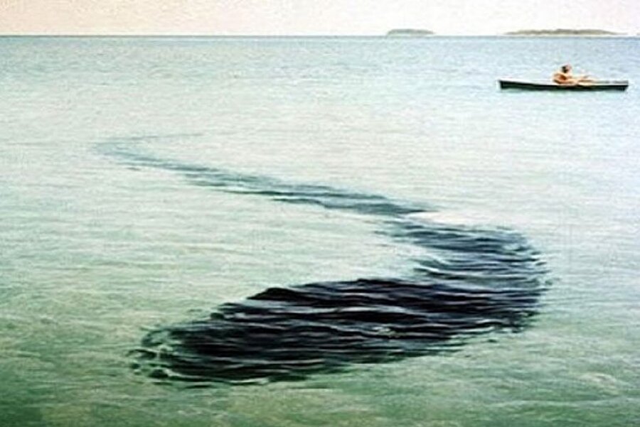 Deniz canavarı

                                    1964 yılında Avustralya'nın Hoot Adası'nda yaklaşık 30 metre uzunluğunda bir ahtapotun fotoğrafı çekildi. Ancak bu hayvanın gerçek olup olmadığı hiçbir zaman doğrulanamadı. 

 (Kaynak: webtekno.com)

                                