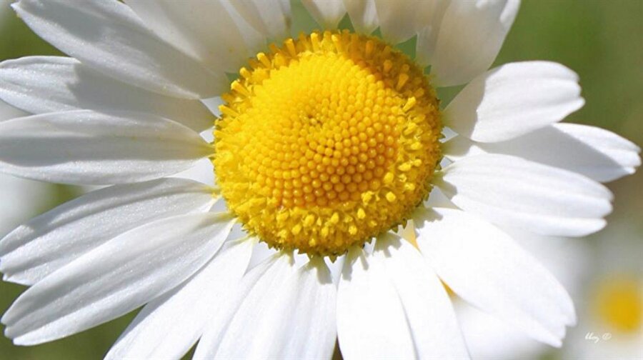 Papatya çiçeği
Papatya çiçeğinde de ayçiçeğinde olduğu gibi bir oran olduğunu görmüşsünüzdür. Aynı şekilde sağdan sola ve soldan sağa tohumları altın oranı vermektedir. 