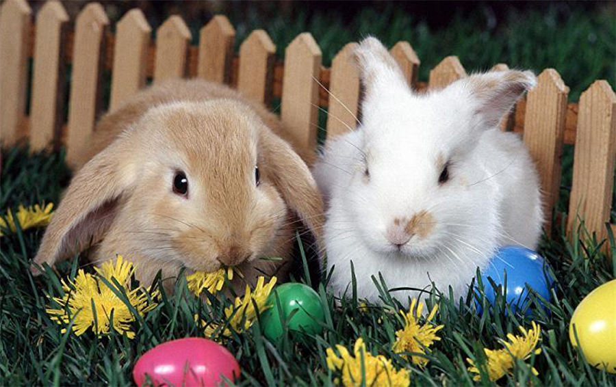 Tavşanlarda altın oran
İnsan yüzünde olduğu gibi birçok canlının yüzünde de altın oran mevcuttur. Bunlardan birisi de tavşan yüzüdür. Tavşanların ağızları ile gözleri arasındaki oran altın oranı vermektedir. 