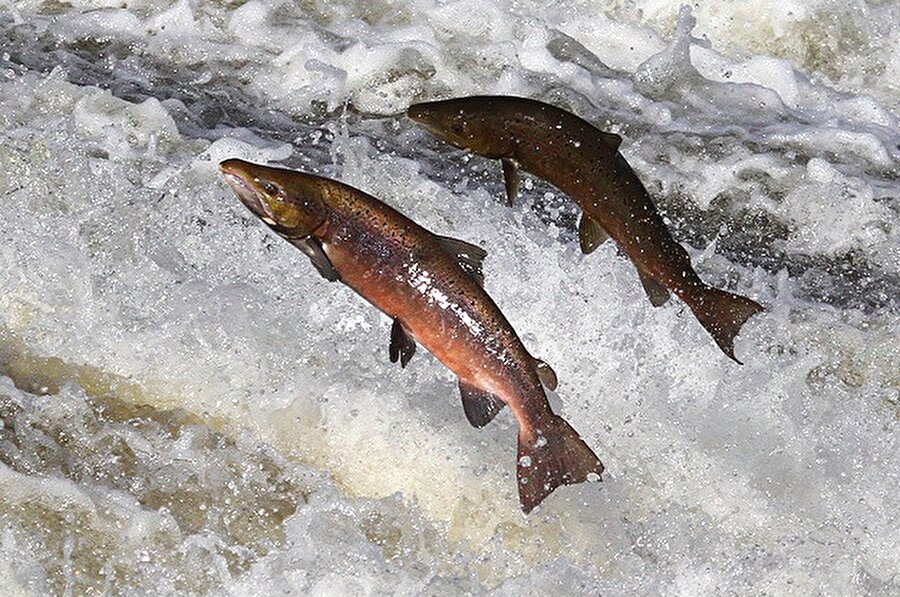 Soğuk iklim balıkları
Soğuk denizlerde yaşayan balıklardan tüketirseniz; kronik bel ve boyun ağrılarından kurtulabilirsiniz. 