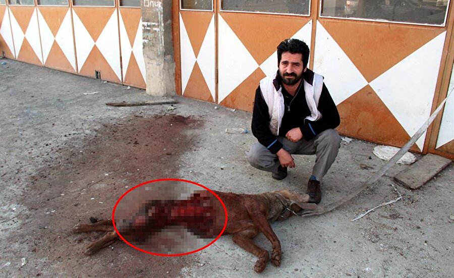 aç kurtlar saldırdı