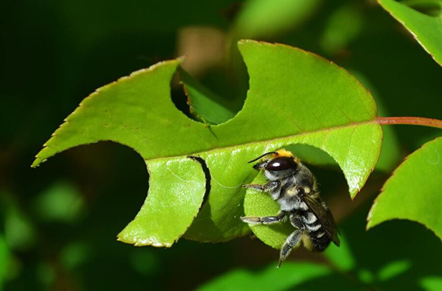 Yaprak kesen karıncalar
Güney Amerika'daki yağmur ormanlarında yaşayan yaprak kesen karıncaların ünü kendi vücutlarının iki katı büyüklüğündeki yaprak parçalarını taşıyabilmelerinden gelir. Ama ilaç araştırmacılarının ilgisini çekmelerinin nedeni karıncaların aynı zamanda mikroplara karşı oldukça dirençli olmasıdır. Nasıl oluyor da mikroplara bu kadar dirençli olabiliyorlar? Bu sorunun yanıtı karıncaların yer altına taşıdıkları yaprakların çürüyüp mantar bahçesine dönüşmesinde ve bunun besin kaynağı olarak kullanılmasında saklı. Karıncaların bedenlerinde yiyeceklerini istenmeyen mikroplardan ve parazitlerden koruyan antibiyotik üreten İngiliz araştırmacılar, doktorların enfeksiyon riski taşıyan hastalara uyguladığı çoklu antibiyotik tedavisine benzer biçimde karıncaların bir çok antibiyotiği ürettiklerini ve kullandıklarını keşfetmişler. Karıncaların ürettiği kimyasallardan biri antifungal olarak modern tıpta kullanılan ilaçlara benziyor. Araştırmacılar insan hastalıklarına karşı savaşan tamamen farklı yeni bir bileşik bulmayı umuyorlar.




Kaynak: Geyik