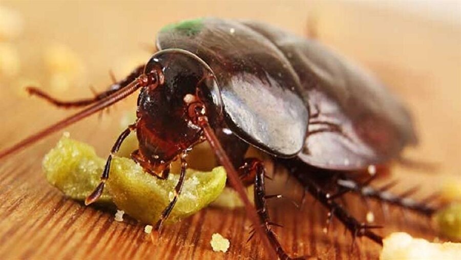 İğrenç antibiyotik kaynakları