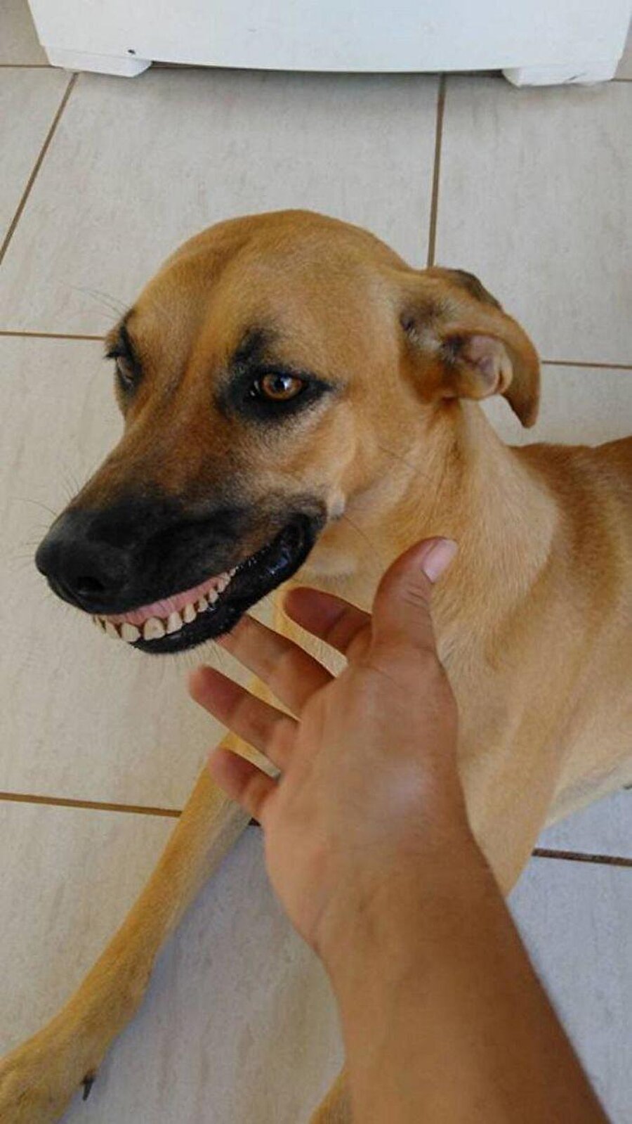 
                                    Meraklı ve gezmeyi seven bu köpek, evin bahçesini kazarken takma diş buldu.
                                
