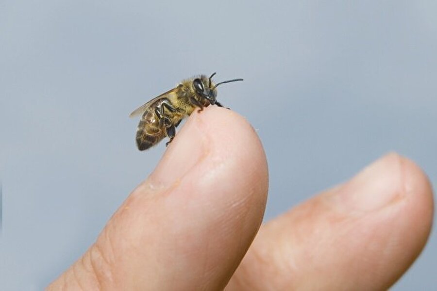 Arılardan gelen güzellik!
Arı sokması alerjisi olmayanlar için arı önemli bir güzellik sembolüdür. Birçok ünlü güzelleşmek için arılardan yararlanıyor.