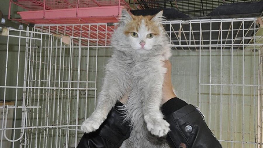 DAEŞ mağduru kedi savaş travması yaşıyor.
