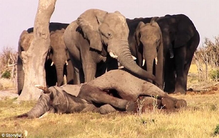 Fillerden ölen arkadaşlarına veda. 