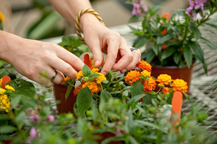 Bahçe ile uğraşmak hastalıklardan koruyor.