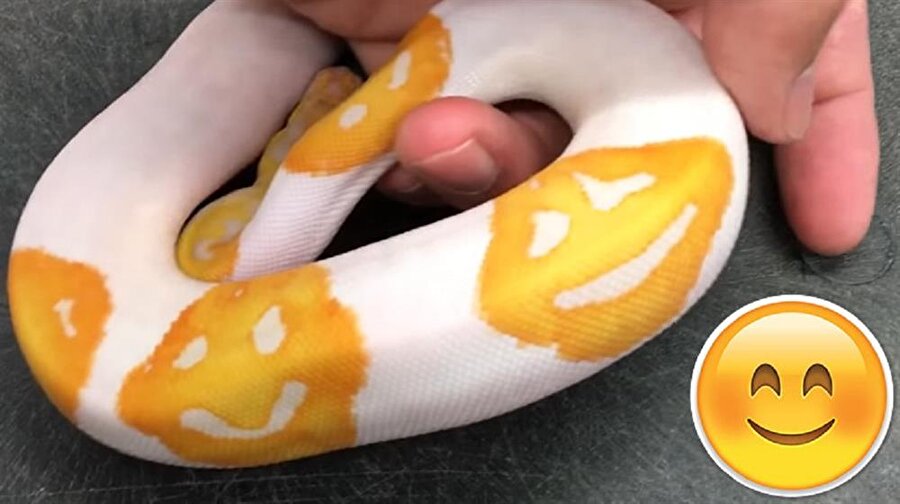 İşsizlikte nirvanaya ulaşıldı: 8 yıl uğraşarak emojili yılan üretti