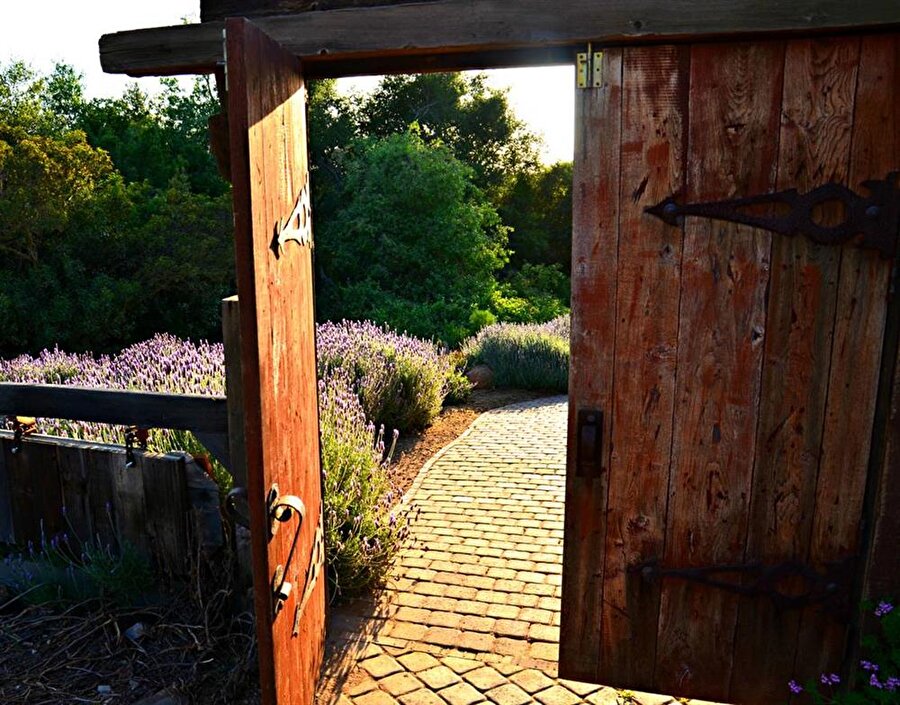 Kaliforniya'daki Creek Lavanta Çiftliği'ne açılan kapı