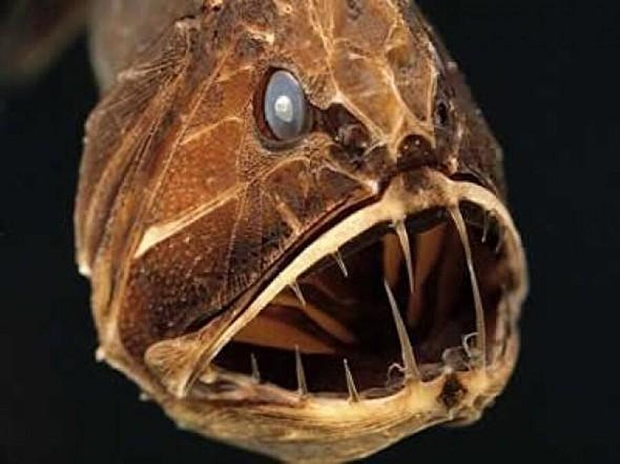 Fangtooth
Fangtooth Son derece ürkütücü bir görünüme sahip olan iri gözlü fangfish'ler okyanusun 5 bin metre derinliğinde yaşıyorlar.