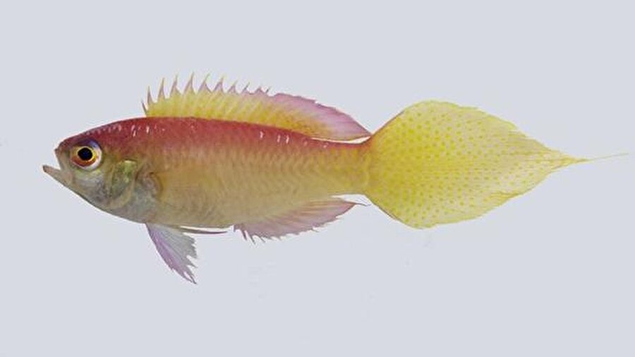 Grammatonotus brianne 
Keşifler arasında yer alan pembe ve sarı renkteki parlak bir balık olan "Grammatonotus brianne", insanoğlunun deniz altında yaptığı en derindeki keşif olarak tarihe geçti. Araştırmacılar, balığı denizin 150 metre altında filme alarak kayda geçirdi.