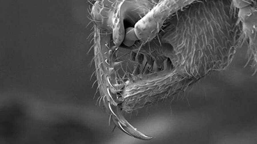 Drakula Karınca
2016'da dünya genelinde 43 yeni karınca türü keşfedildi. Bunlardan biri de kan emici özelliğinden dolayı Drakula karınca olarak adlandırılan Stigmatomma. Bu canlı Madagaskar'ın renkli coğrafyasında keşfedildi.