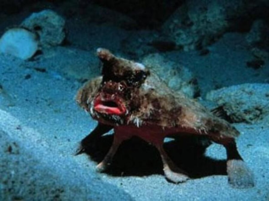 Kırmızı Dudaklı Yarasa Balığı
Kırmızı dudaklı yarasa balığı Mevcut olan ayakları sayesinde hem karada hem de denizde rahatça ilerleyebilen kırmızı dudaklı yarasa balıkları maksimum 40 cm uzunluğa ulaşıyorlar.