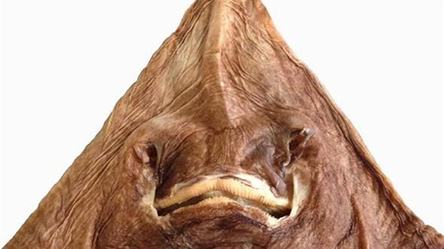 Bunlar nasıl yaratık: İlk defa göreceğiniz canlı türleri keşfedildi