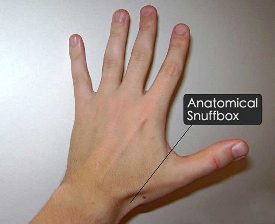 Enfiye Çukuru

                                    Baş parmak ile işaret parmağının "v" şekline getirilip, gerildigi zaman, baş parmağın el bilegine yakin kısmında el üstünde meydana gelen çukura denir. Baş parmak kasının bu çukura etken olduğu için vücudumuza pek bir faydası yoktur.
                                