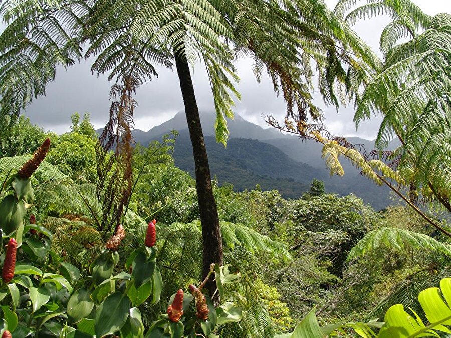 Sıcak ve yağmurlu bir iklime sahiptir

                                    Papua Yeni Gine'de genel olarak 2 iklim görülür. Mayıs ve Aralık ayları arasında şiddetli yağmur ve serin bir hava görülürken Ocak ve Nisan ayları arasında ise aşırı sıcak ve yağmurlu bir hava görülür. Ülkenin %70'i tropikal ormanlarla kaplıdır. Bu ormanlar bitki yönünden çok çeşitli türlere ev sahipliği yapar. Ayrıca çok farklı türlerde kuşlar ve diğer hayvanlar bulunur.

                                