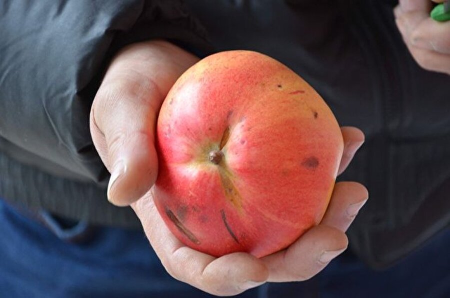 "Tadı hoş, lezzetli"
Görüntüsü elma, armut ve ayvaya benzeyen tadı mayhoş meyvenin ne olduğu merak konusu oldu.