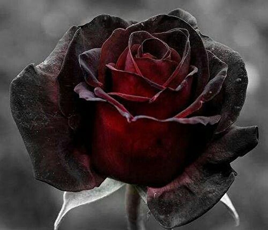 Gerçekten siyah mı?
Siyah gül diye geçen Halfeti Gülü'nün rengi aslında siyah değil koyu kırmızıdır. Gün ışığının etkisiyle güller siyah görünüyor. 