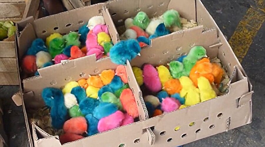 Tarifsiz acı
Bu sevimli canlıların, rengârenk olmak için çektiği acı ise tarifsiz.