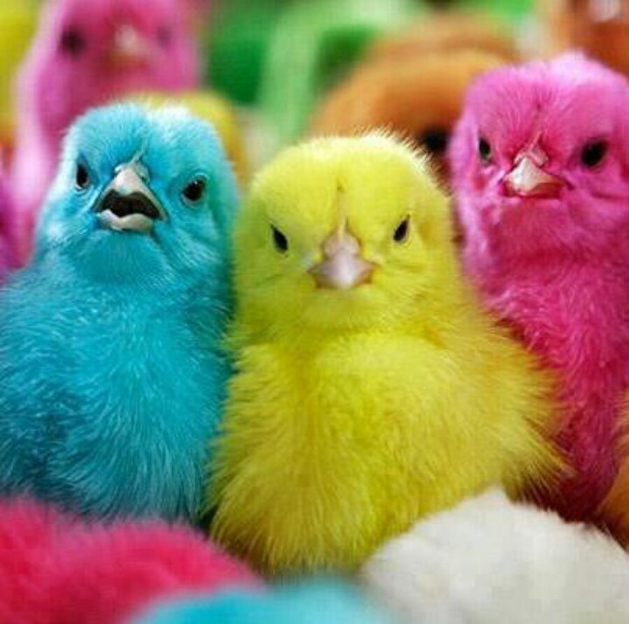 Hemen ölüyorlar
İlk zamanlar renkli civciv elde etmek için üreticiler yumurtaların içerisine gıda boyası enjekte ediyordu. Ancak yumurta içinde boyaya maruz kalan civcivler dünyaya 'merhaba' dedikten kısa bir süre sonra ölüyordu.