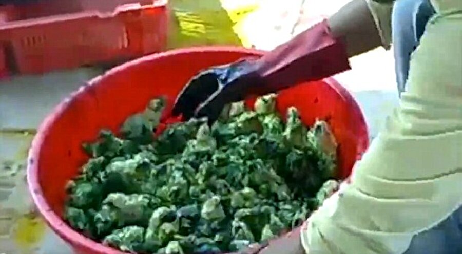 Hamur gibi yoğuruyor
Hayvanların üzerine boya serpen kişi ardından başlıyor leğenin içindeki civcivleri karıştırmaya… Bu kişi civcivlerin acı çekmesini pek de umursamıyor. Hayvanlara renk vermeye çalışan kişiler adeta civcivleri hamur gibi yoğuruyor.