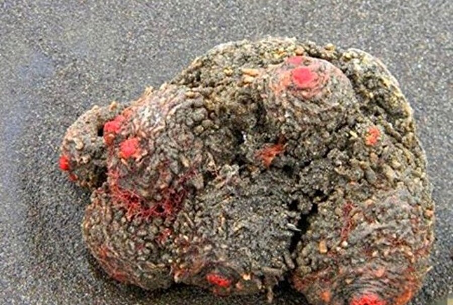 Bulduğu cismin bıçakla içini açan adam gördükleri karşısında şoke oldu.