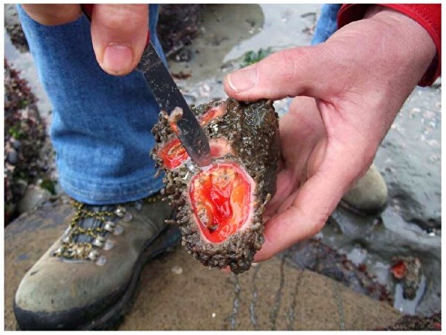 Bulduğu bu cisim bir kaya değil, organik bir canlıydı. Adı Pyura Chilensis olan bu yaratık, ender görülen canlılardan.