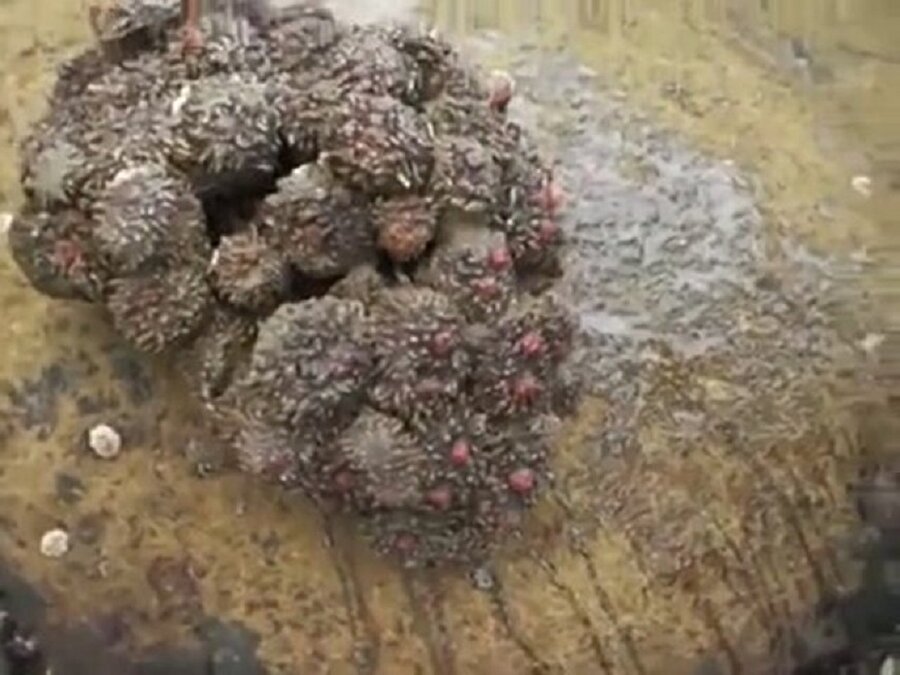 Sıradan bir kaya sandı, içinden çıkanlar şoke etti.