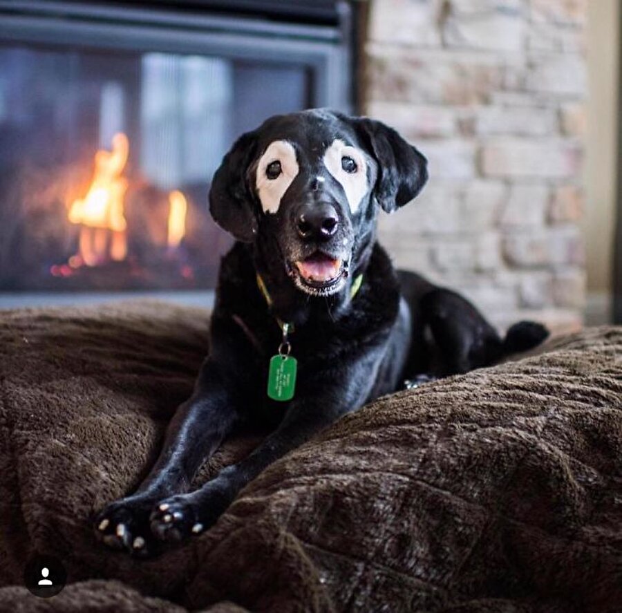 Köpeğin sahibi Niki Umbenhower, “Carter içeriye girdiğinde Rudwy yerinde oynuyordu. Carter'ı gördükten sonra sanki birbirilerini uzun zamandır tanıyorlarmış gibi Rudwy heyecandan havlamaya başladı.”