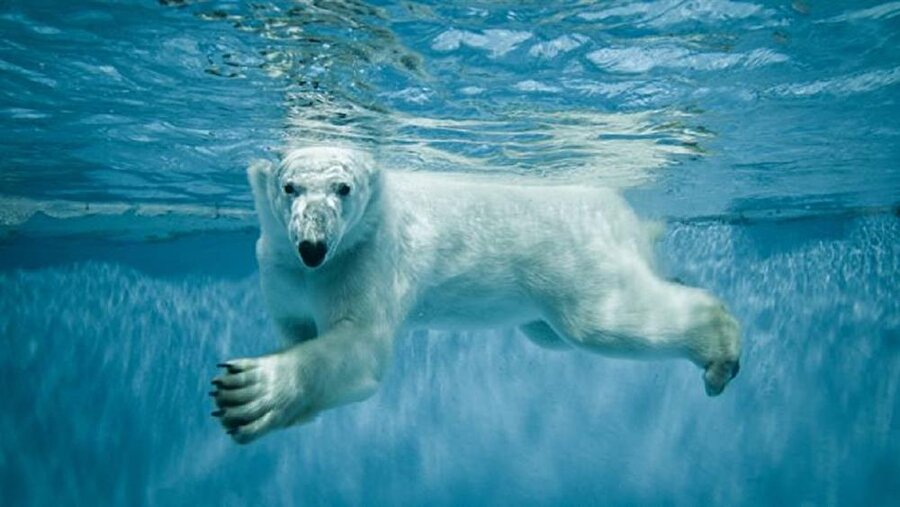 Tüm memeliler doğuştan itibaren yüzme bilirken insanlar neden sonradan öğrenir?