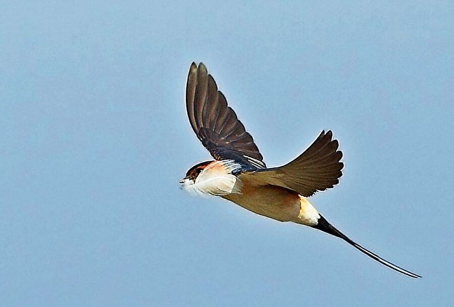 
                                    Dünyanın en hızlı kuşu Boğazlı Kırlangıç'tır. 3 saniye süreyle saatte 128 km. sürate ulaşmıştır.
                                