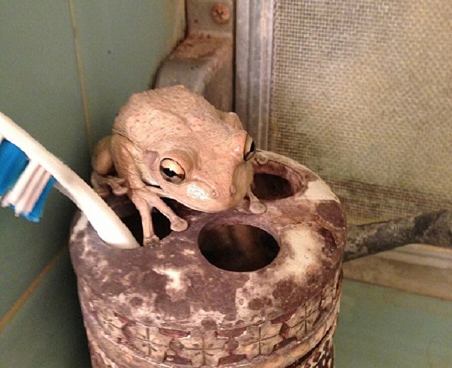 Eve giren ilginç hayvanlar. 