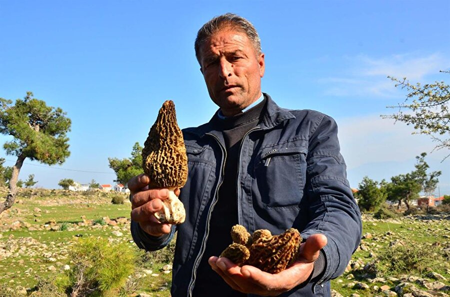 Fiyatını duyan işi gücü bırakıp ormana koştu