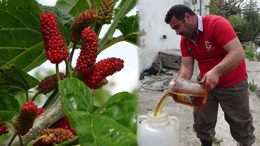 mersin keçiboynuzu pekmezi