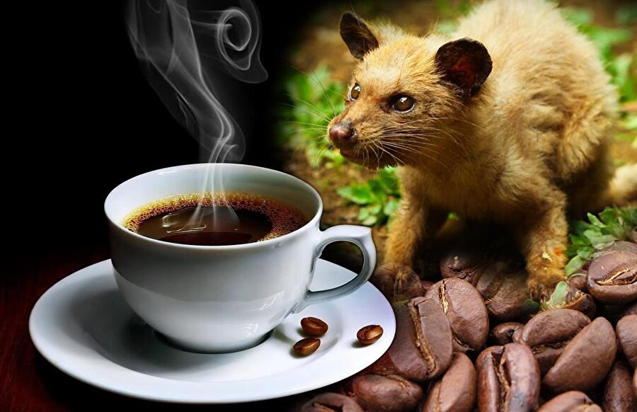 Misk kedisinin dışkısı

                                    Kopi Luwak kahvesi: Endonezya'nın Sumatra adası ile çevresindeki birkaç adada yaşayan palmiye misk kedisinin kahveyi yemesi ve sonrasında dışkılaması sayesinde elde ediliyor. Kahve çekirdeklerinin misk kedilerine yedirilmesinin en büyük amacı da midelerinde fermente edilmesidir.
                                