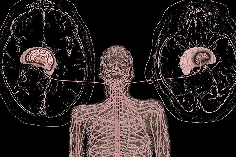 İnsan gerçekten hayret ediyor: Meğerse ikinci bir beynimiz daha varmış!