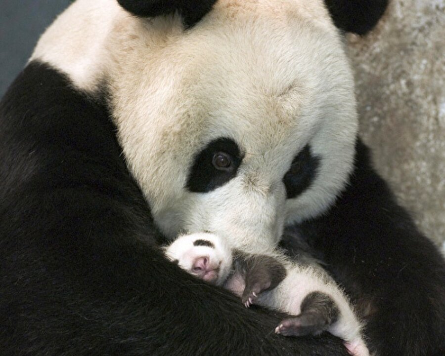Bebek panda
