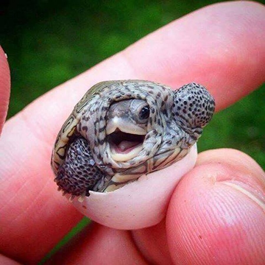 Hayata gözlerini yeni açan kaplumbağa
