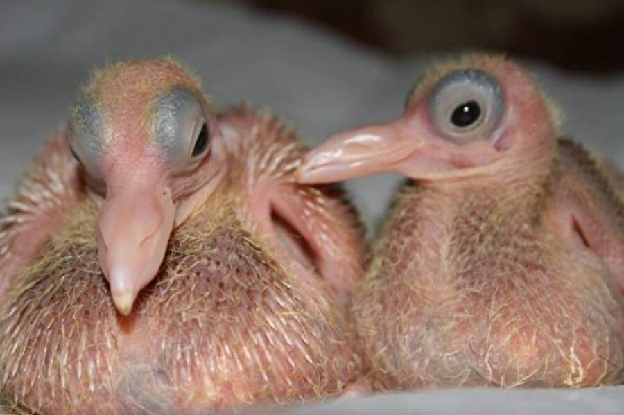 Yeni doğan güvercinler
