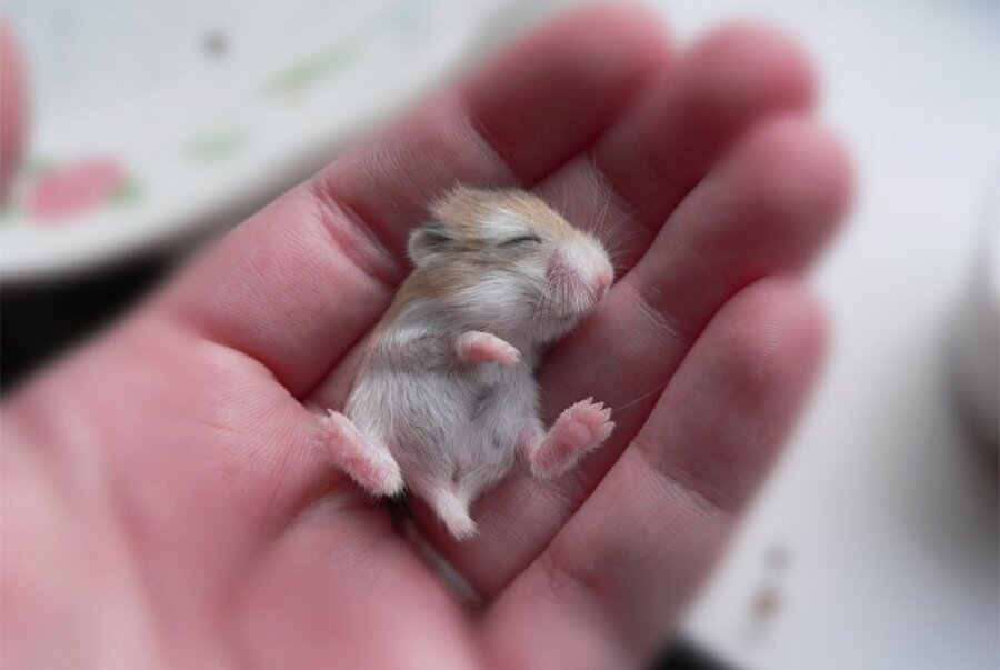 Bebek hamster
