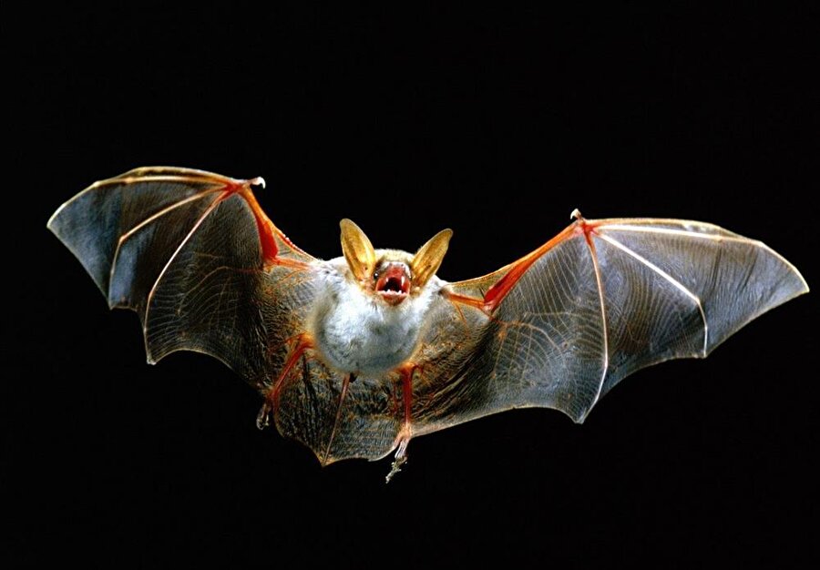 ​Salatadan ölü yarasa çıktı, kuduz alarmı verildi.