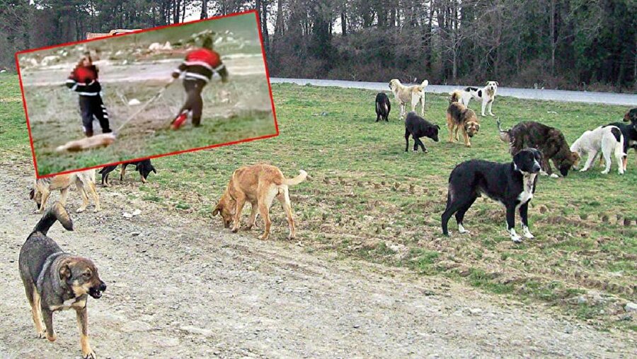Sokak köpeğini boğazına bağladığı halatla sürükleyerek araca bindirmeye çalışan belediye çalışanları hak ettikleri cezayı aldı.