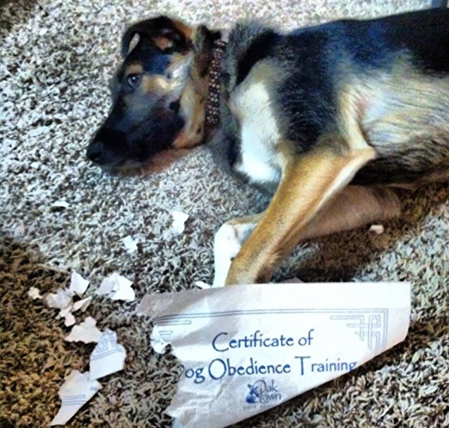 İtaat sertifikasını yırtan yaramaz köpek...
