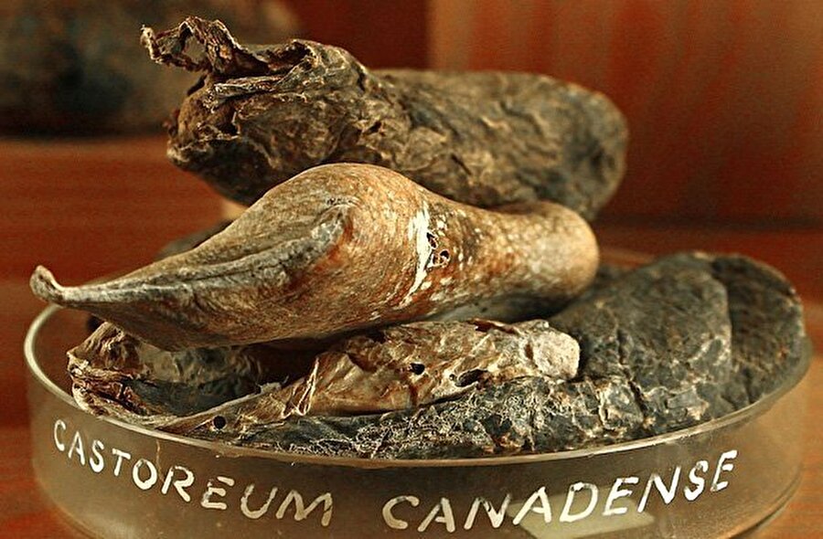 Castoreum

                                    Kuzey Amerika’da yaşayan bir kunduz türü olan ‘castoreum’ların idrar salgılarından elde edilen koku da parfüm yapımında kullanılıyor.
                                