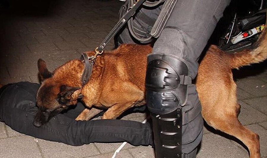 Faşizmin ne olduğunu merak edenler Hollanda polisini seyretti
Avrupa medeniyeti adı altında hukuk, demokrasi, insan hakları naraları atan Hollanda; atlı polisleriyle, köpekleriyle, coplarıyla Bakan Kaya'nın aracının tutulduğu yerde Türk göstericilere acımasız bir şekilde müdahale etti.